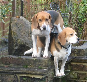 Policies & Practices. Beagles 2